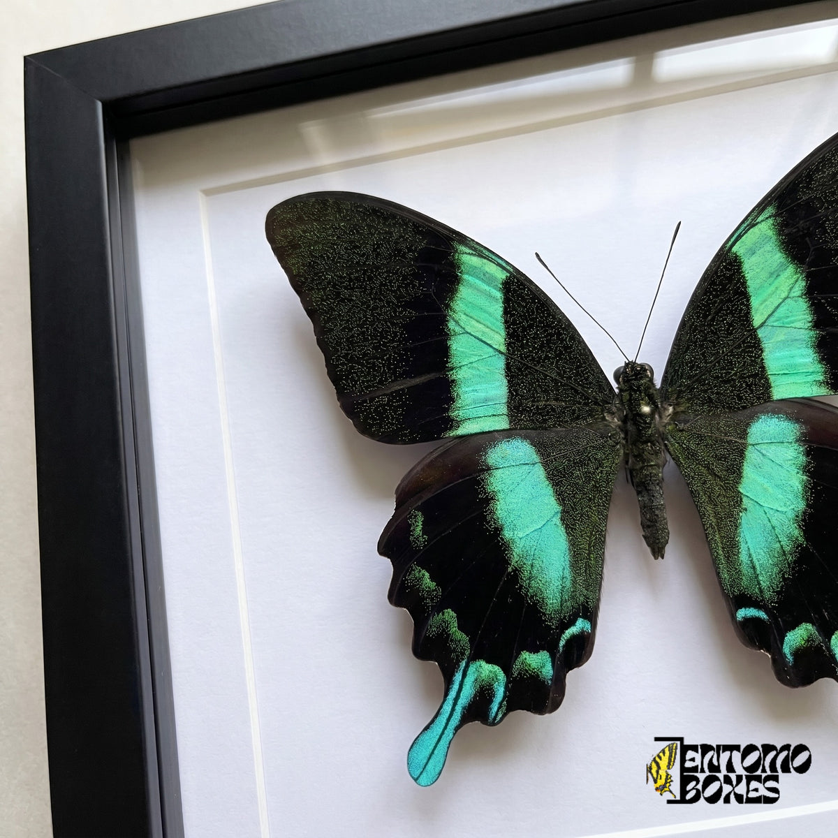 Primer plano de las alas negras moteadas de verde y la cola turquesa de Papilio blumei tras el plexiglás en un marco negro