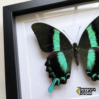 Primer plano de las alas negras moteadas de verde y la cola turquesa de Papilio blumei tras el plexiglás en un marco negro