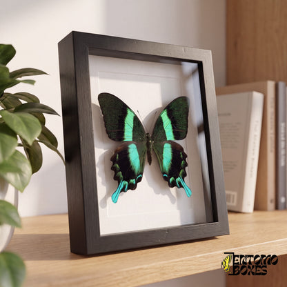 Cola de golondrina verde enmarcada sobre una estantería de madera, vista lateral que muestra la profundidad del marco