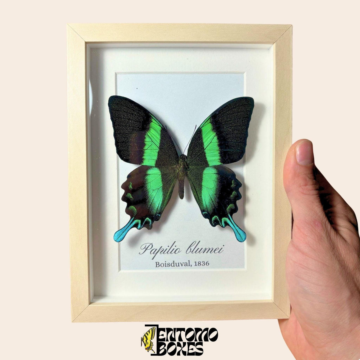 Auténtica cola de golondrina (Papilio blumei) en un marco vitrina de madera clara sostenido en la mano, con el nombre de la especie impreso en el fondo
