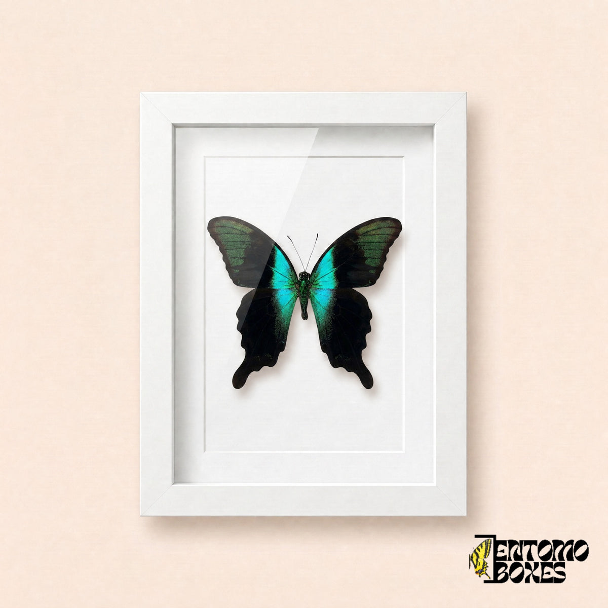 Mariposa cola de golondrina peranthus (Papilio peranthus) con alas negras y banda turquesa en un marco vitrina blanco, vista frontal