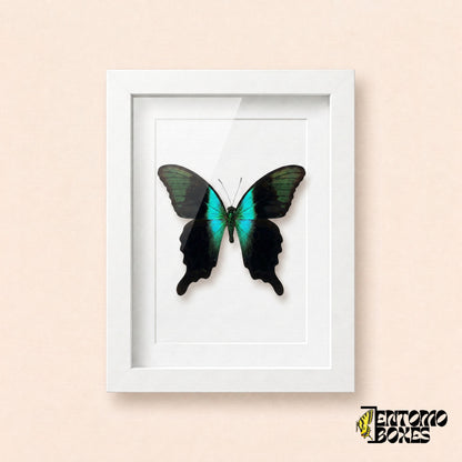 Mariposa cola de golondrina peranthus (Papilio peranthus) con alas negras y banda turquesa en un marco vitrina blanco, vista frontal