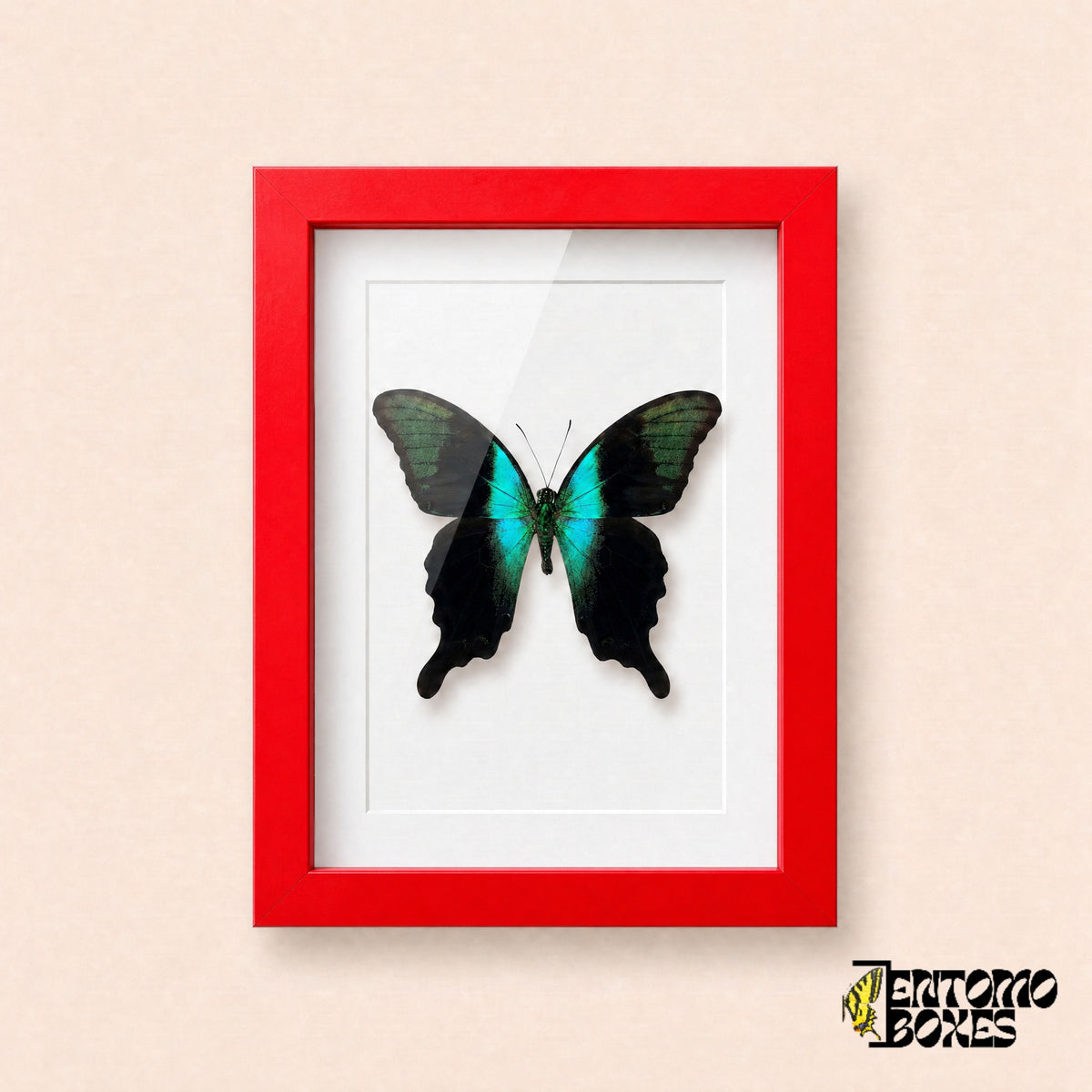 Mariposa cola de golondrina peranthus (Papilio peranthus) en un marco vitrina rojo, vista frontal