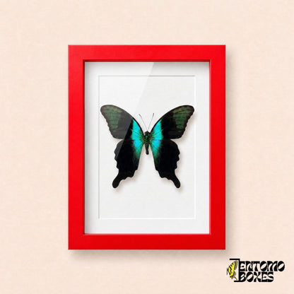 Mariposa cola de golondrina peranthus (Papilio peranthus) en un marco vitrina rojo, vista frontal