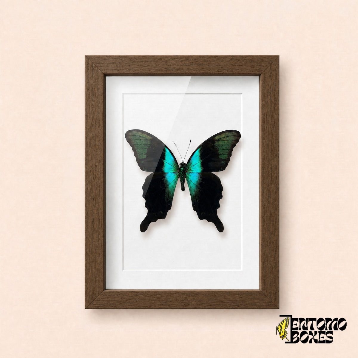 Mariposa cola de golondrina peranthus (Papilio peranthus) en un marco vitrina de madera oscura, vista frontal