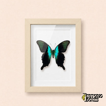Mariposa cola de golondrina peranthus (Papilio peranthus) en un marco vitrina de madera clara, vista frontal