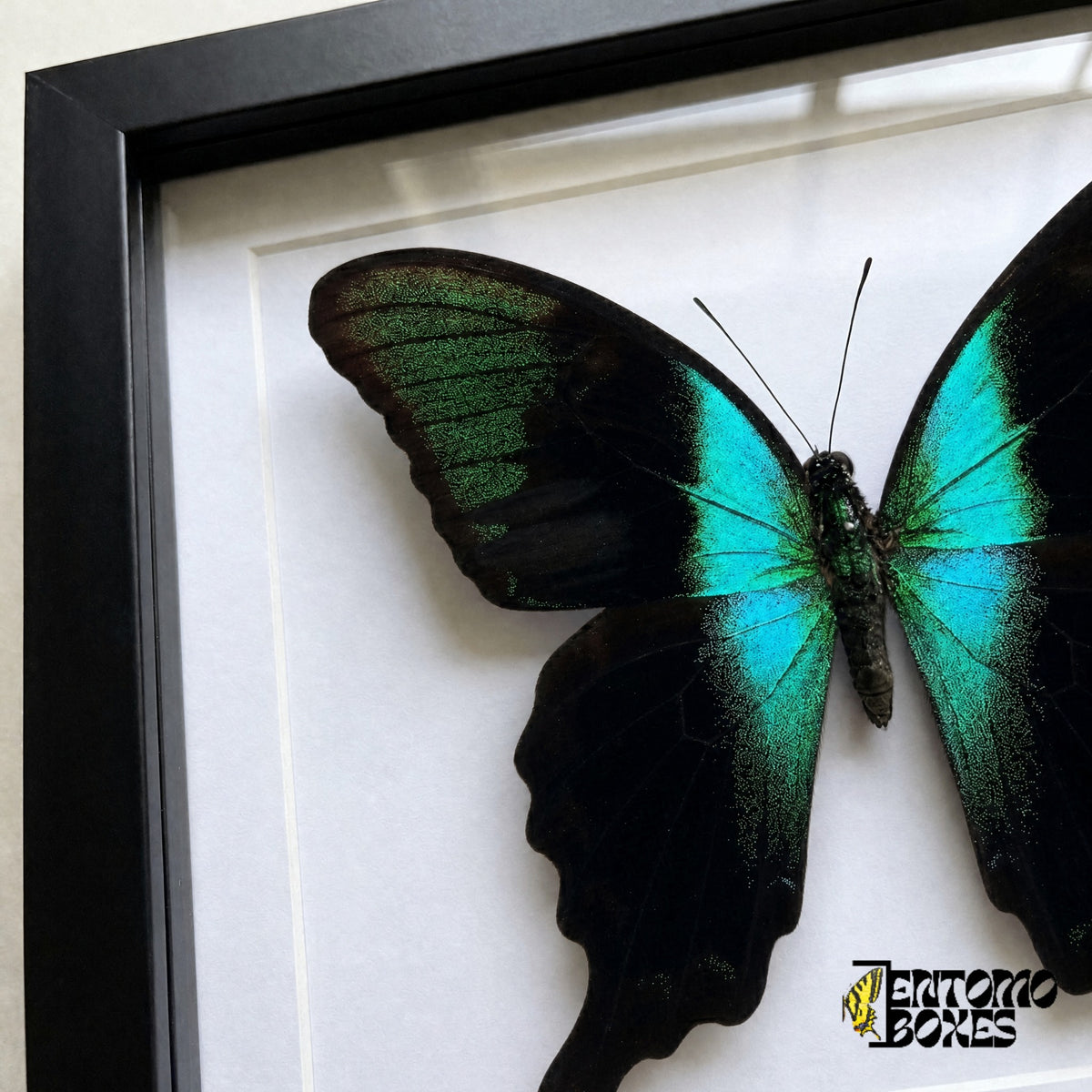 Primer plano del ala negra con escamas verdes brillantes y banda turquesa de Papilio peranthus tras el plexiglás en un marco negro