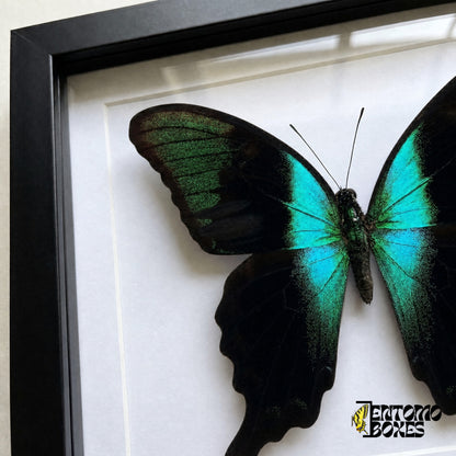 Primer plano del ala negra con escamas verdes brillantes y banda turquesa de Papilio peranthus tras el plexiglás en un marco negro