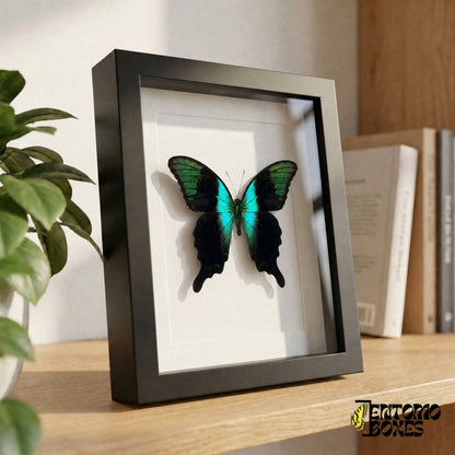 Mariposa cola de golondrina negra y turquesa enmarcada sobre una estantería de madera, vista lateral que muestra la profundidad del marco