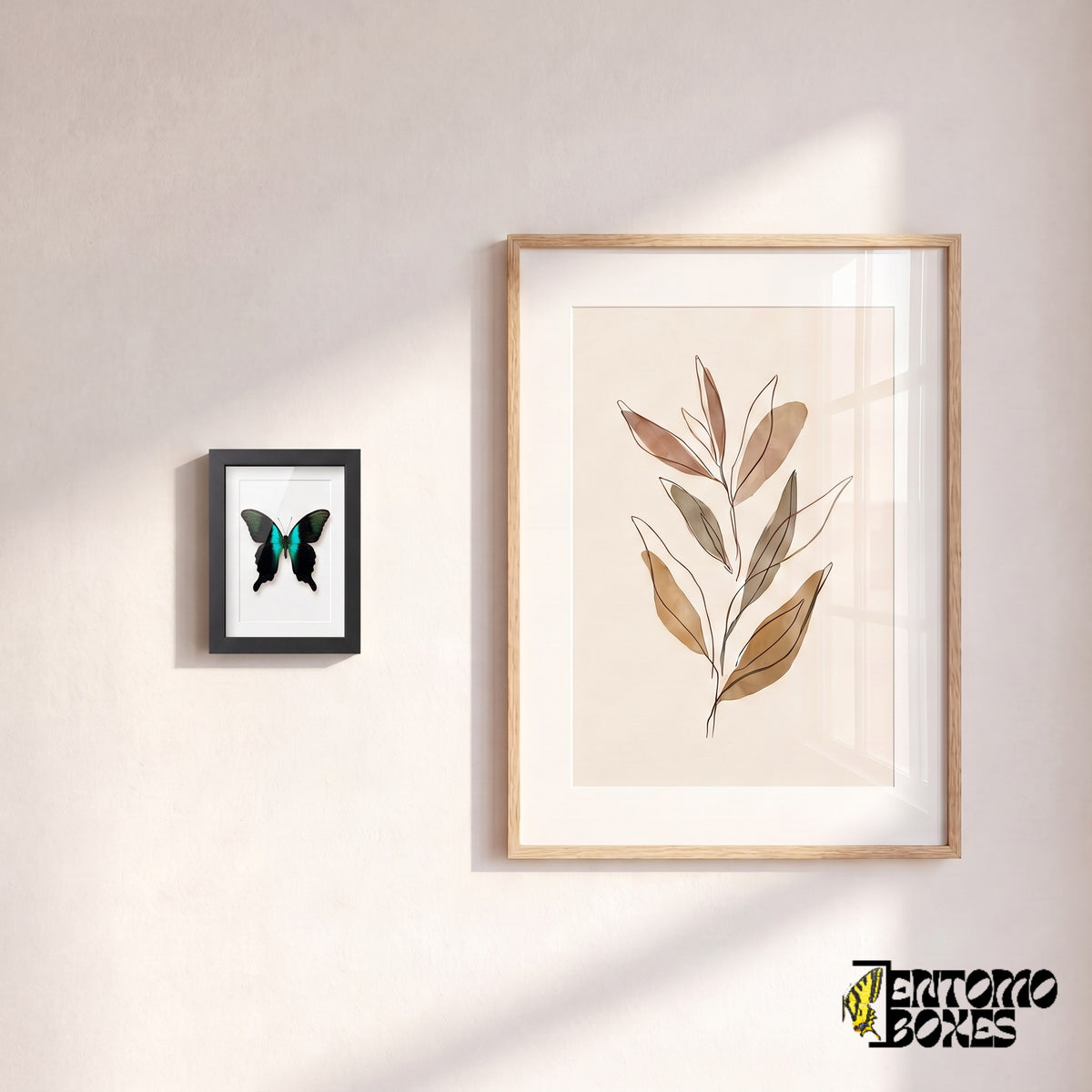 Pequeña mariposa peranthus enmarcada colgada en la pared junto a un póster botánico