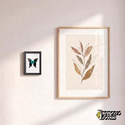 Pequeña mariposa peranthus enmarcada colgada en la pared junto a un póster botánico