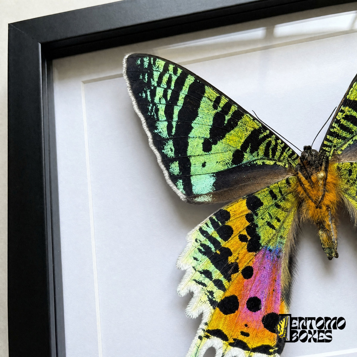 Primer plano del ala anterior con rayas verdes y del ala posterior naranja, rosa y negra de Urania rhipheus tras el plexiglás en un marco negro