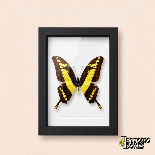 Mariposa cola de golondrina thoas (Papilio thoas) en un marco vitrina negro, vista frontal