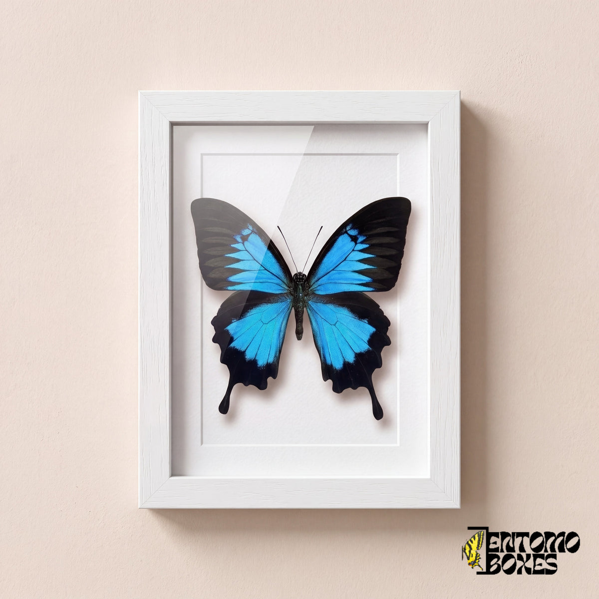 Mariposa Ulises (Papilio ulysses) con alas azul eléctrico en un marco vitrina blanco, vista frontal