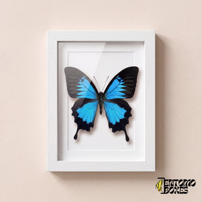 Mariposa Ulises (Papilio ulysses) con alas azul eléctrico en un marco vitrina blanco, vista frontal
