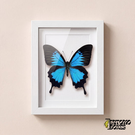 Mariposa Ulises (Papilio ulysses) con alas azul eléctrico en un marco vitrina blanco, vista frontal