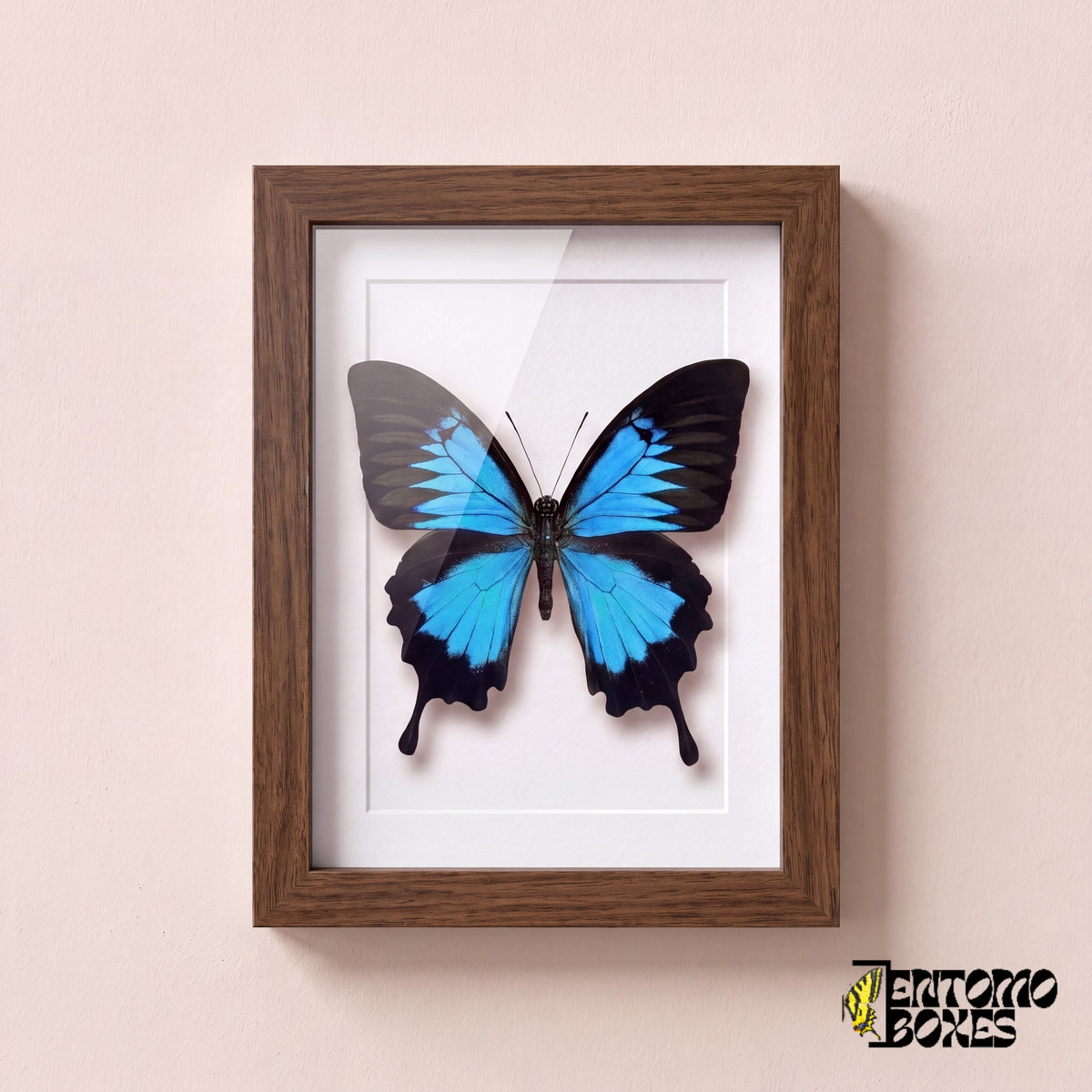 Mariposa Ulises (Papilio ulysses) en un marco vitrina de madera oscura, vista frontal