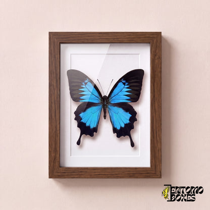 Mariposa Ulises (Papilio ulysses) en un marco vitrina de madera oscura, vista frontal