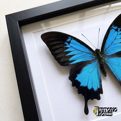 Primer plano del ala azul eléctrico y negra y la cola negra de Papilio ulysses tras el plexiglás en un marco negro