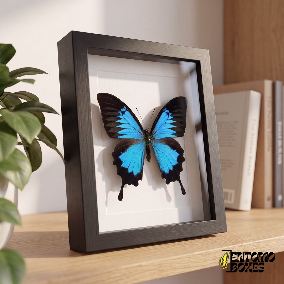 Mariposa Ulises enmarcada sobre una estantería de madera, vista lateral que muestra la profundidad del marco