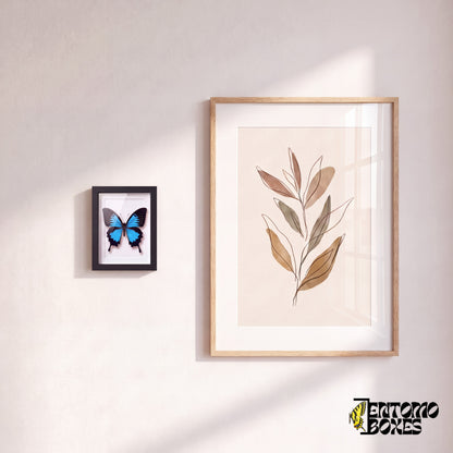 Pequeña mariposa Ulises enmarcada colgada en la pared junto a un póster botánico