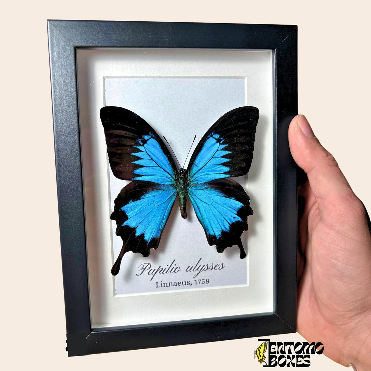 Auténtica mariposa Ulises (Papilio ulysses) en un marco vitrina negro sostenido en la mano, con el nombre de la especie impreso en el fondo