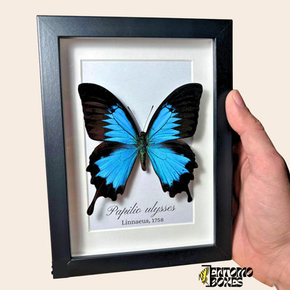 Auténtica mariposa Ulises (Papilio ulysses) en un marco vitrina negro sostenido en la mano, con el nombre de la especie impreso en el fondo
