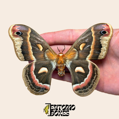 Hyalophora cecropia polilla cecropia, ejemplar montado con las alas abiertas en la mano, alas marrones con bandas rojo ladrillo y crema