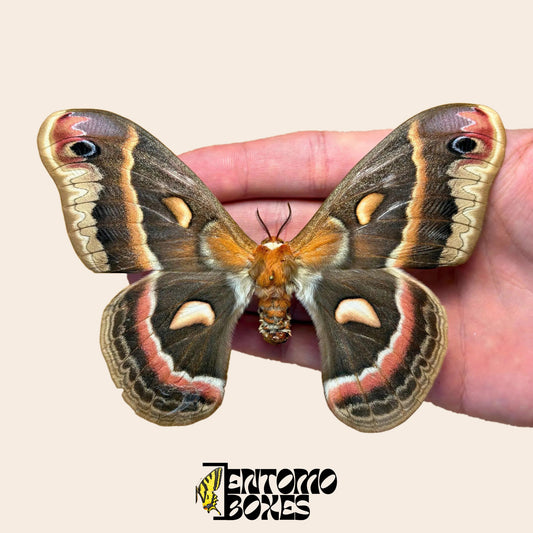Hyalophora cecropia polilla cecropia, ejemplar montado con las alas abiertas en la mano, alas marrones con bandas rojo ladrillo y crema