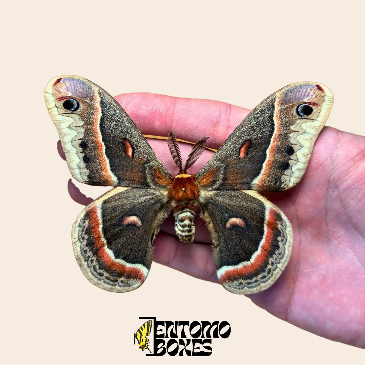 Polilla cecropia Hyalophora cecropia montada en la mano para mostrar su tamaño, macho con antenas plumosas