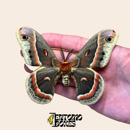 Polilla cecropia Hyalophora cecropia montada en la mano para mostrar su tamaño, macho con antenas plumosas