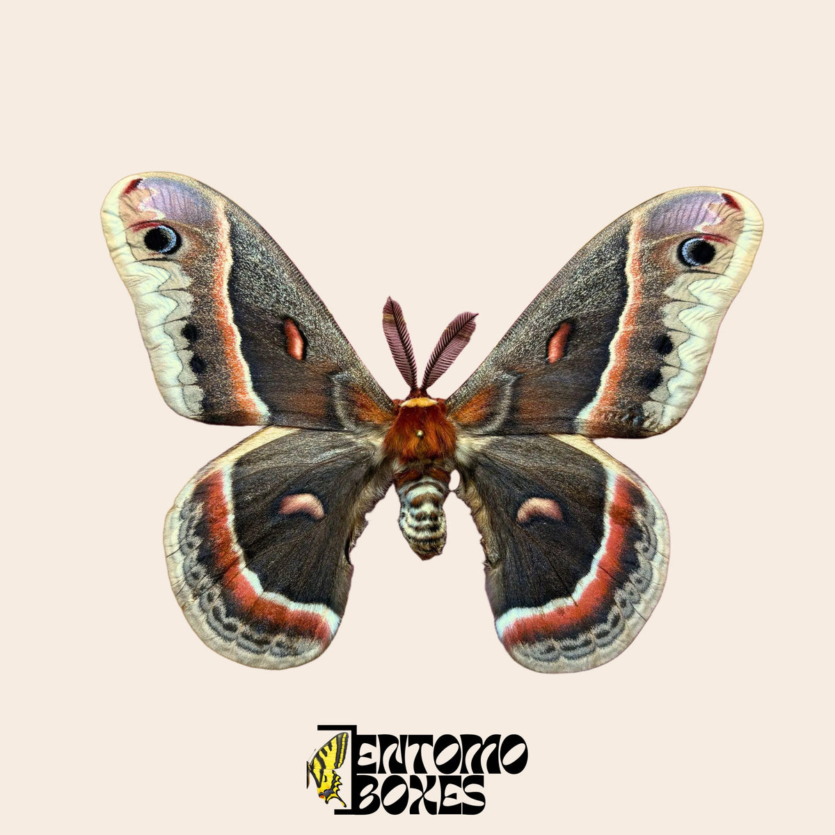 Ejemplar montado de Hyalophora cecropia con las alas abiertas sobre fondo beige