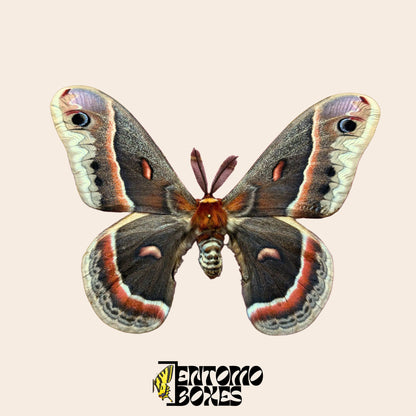 Ejemplar montado de Hyalophora cecropia con las alas abiertas sobre fondo beige