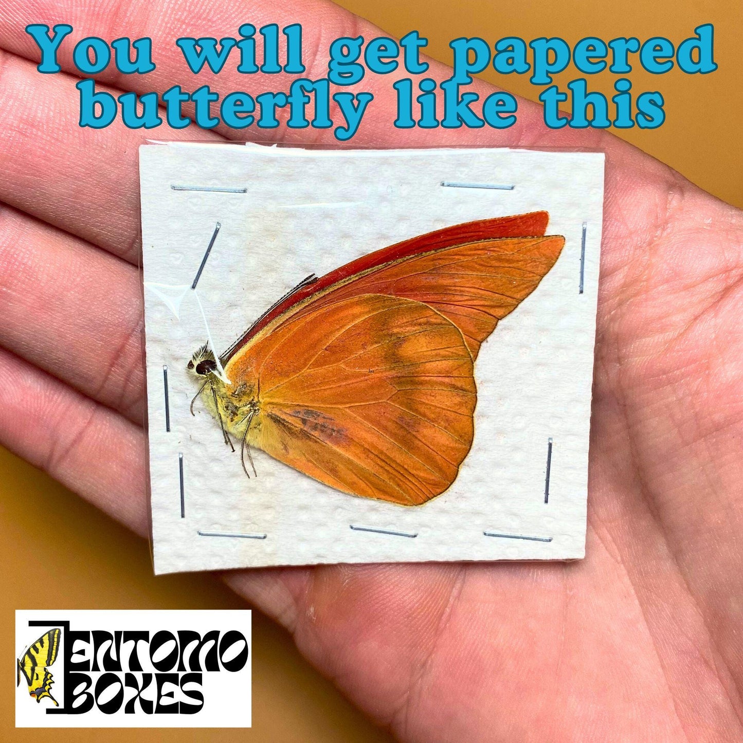 apias nero en papel mariposa