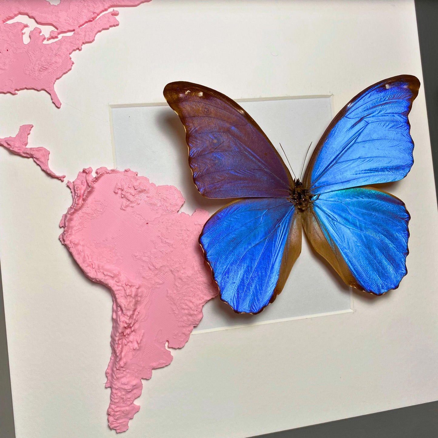 morpho didius tropical mariposa en un marco con 3D printed map de south america