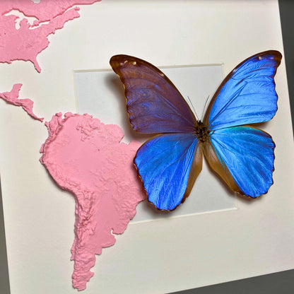 morpho didius tropical mariposa en un marco con 3D printed map de south america