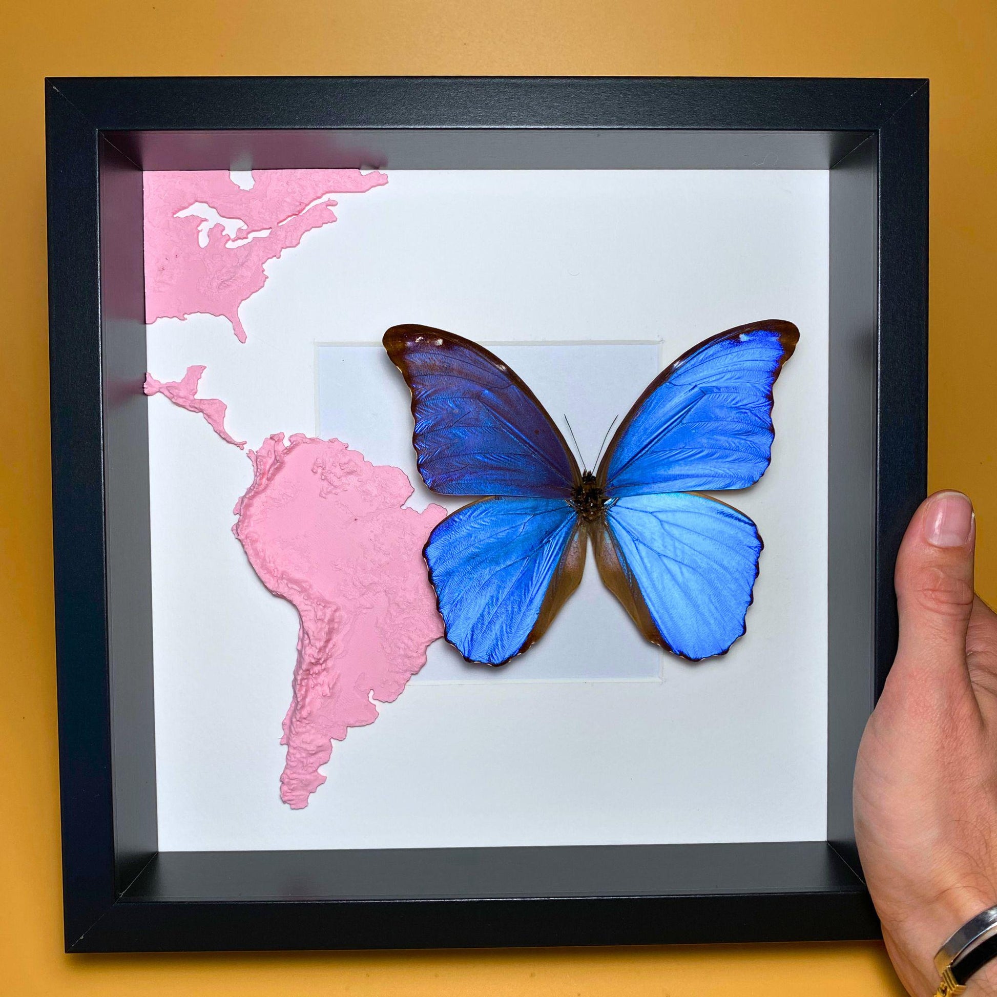 Morpho didius Giant azul Morpho mariposa espécimen extendido, una de las especies de Morpho más grandes