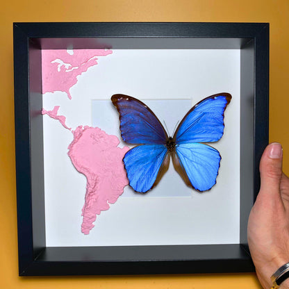 Morpho didius Giant azul Morpho mariposa espécimen extendido, una de las especies de Morpho más grandes