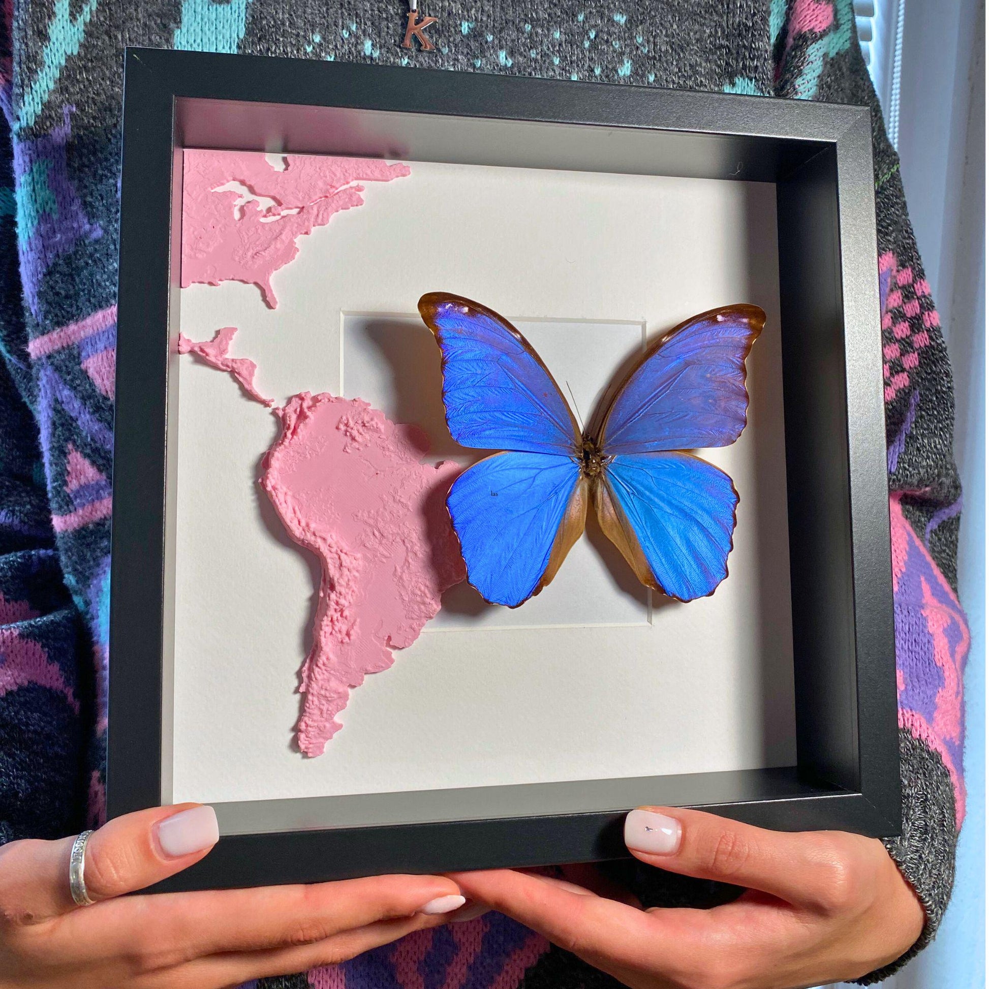 morpho didius tropical mariposa en un marco con 3D printed map de south america