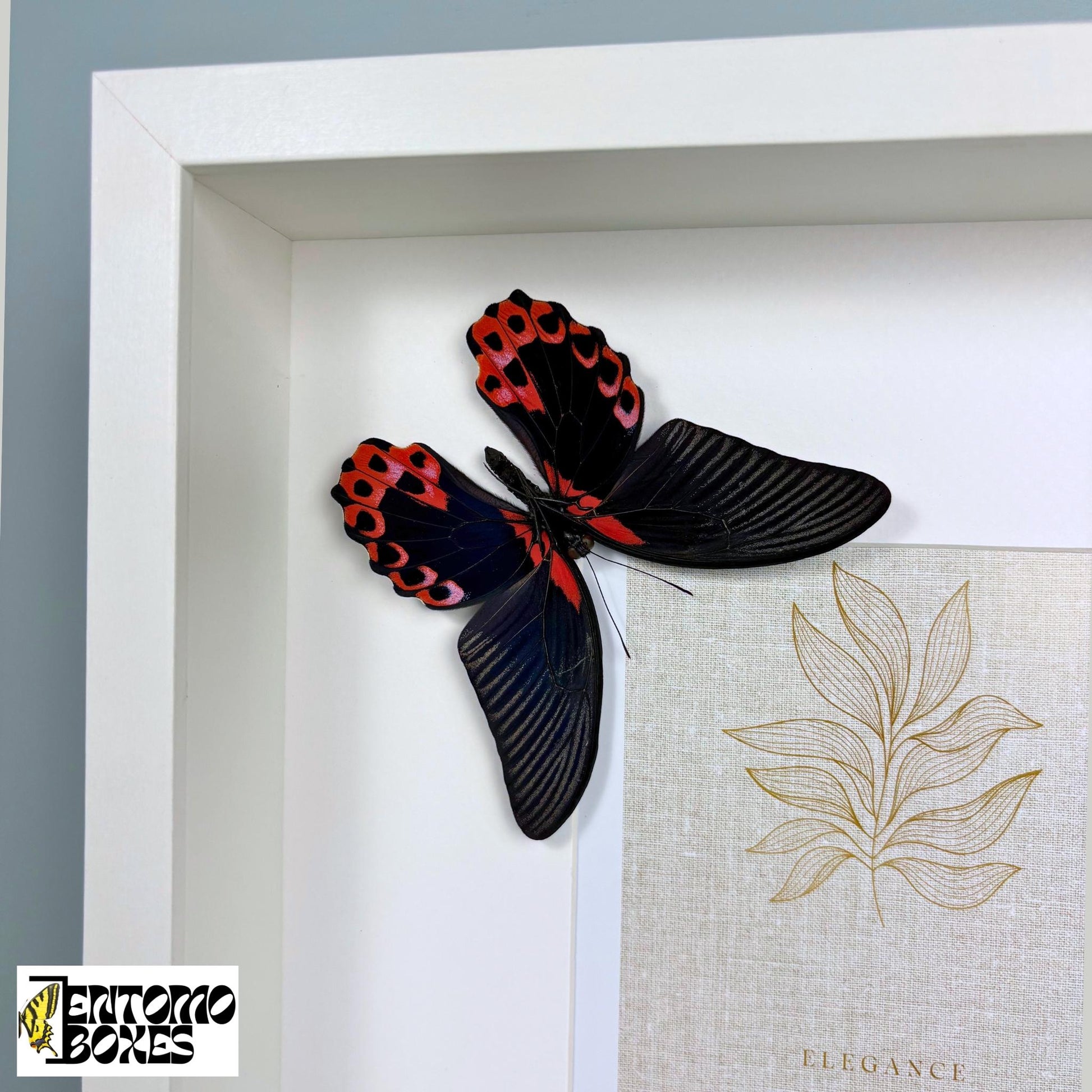 frame para photos con mariposa