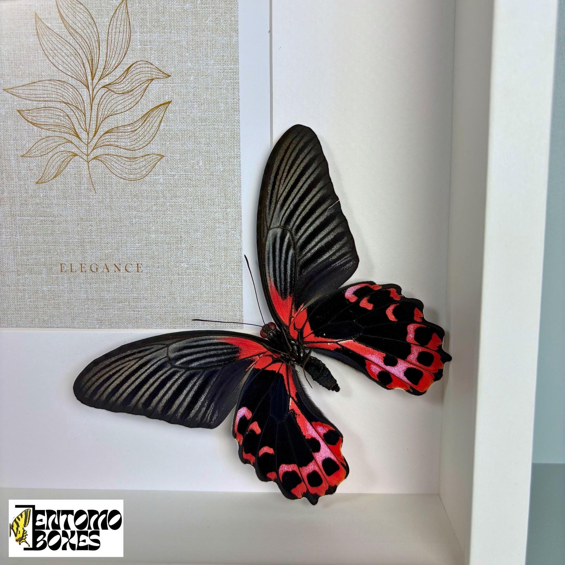 picture frame con mariposas