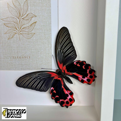 picture frame con mariposas