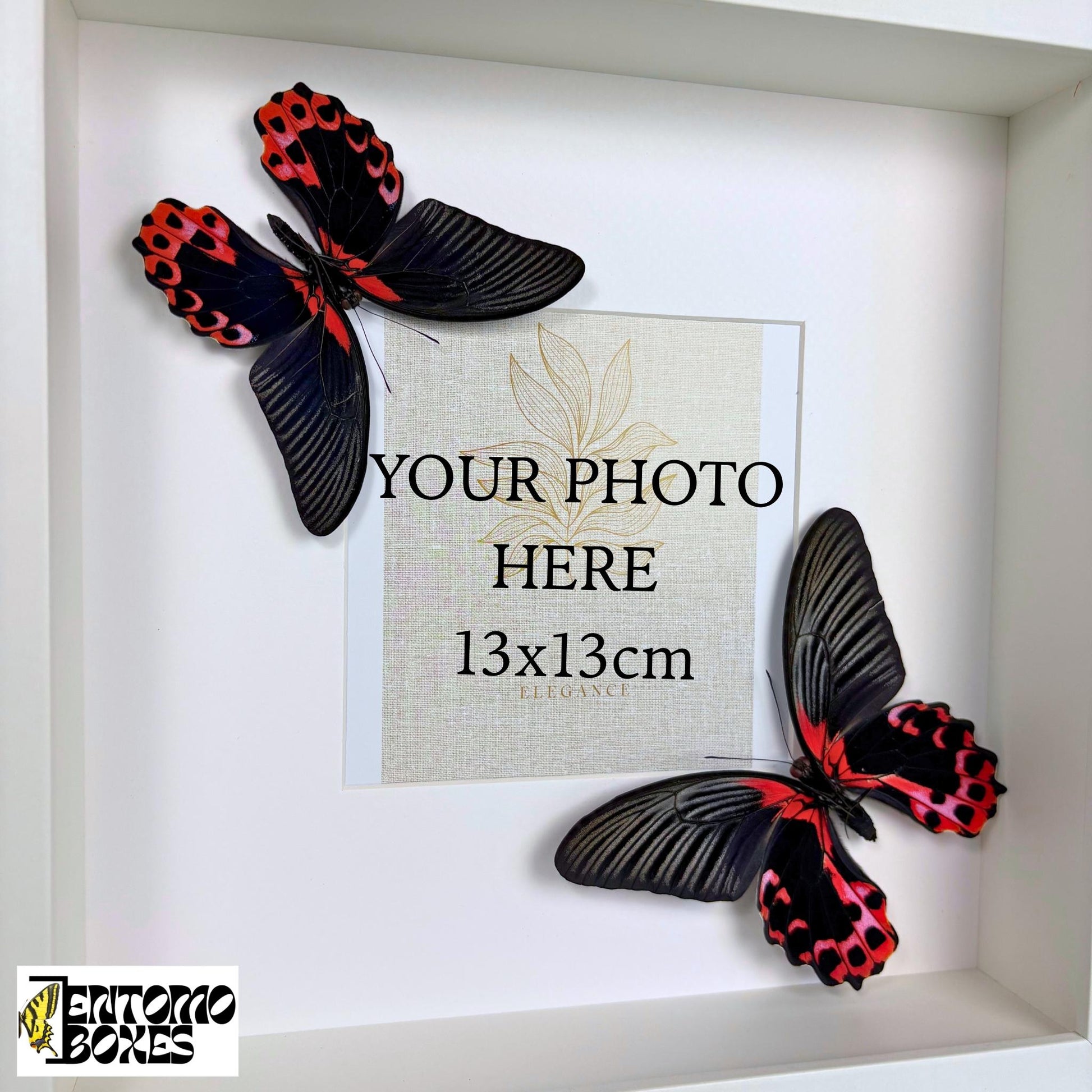 photo frame con auténtico mariposas