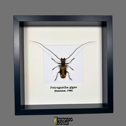 Petrognatha gigas in frame longhorn beetle (etsy image id: 7489372745)