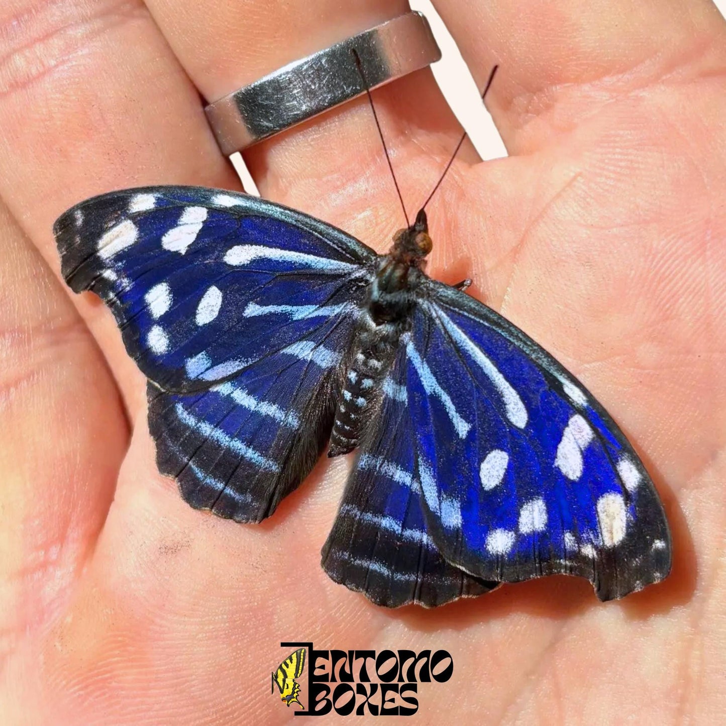 Myscelia cyaniris macho mariposa sobre hand