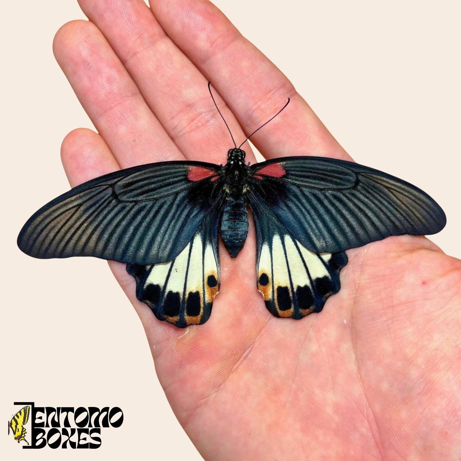 papilio memnon hembra mariposa sobre hand