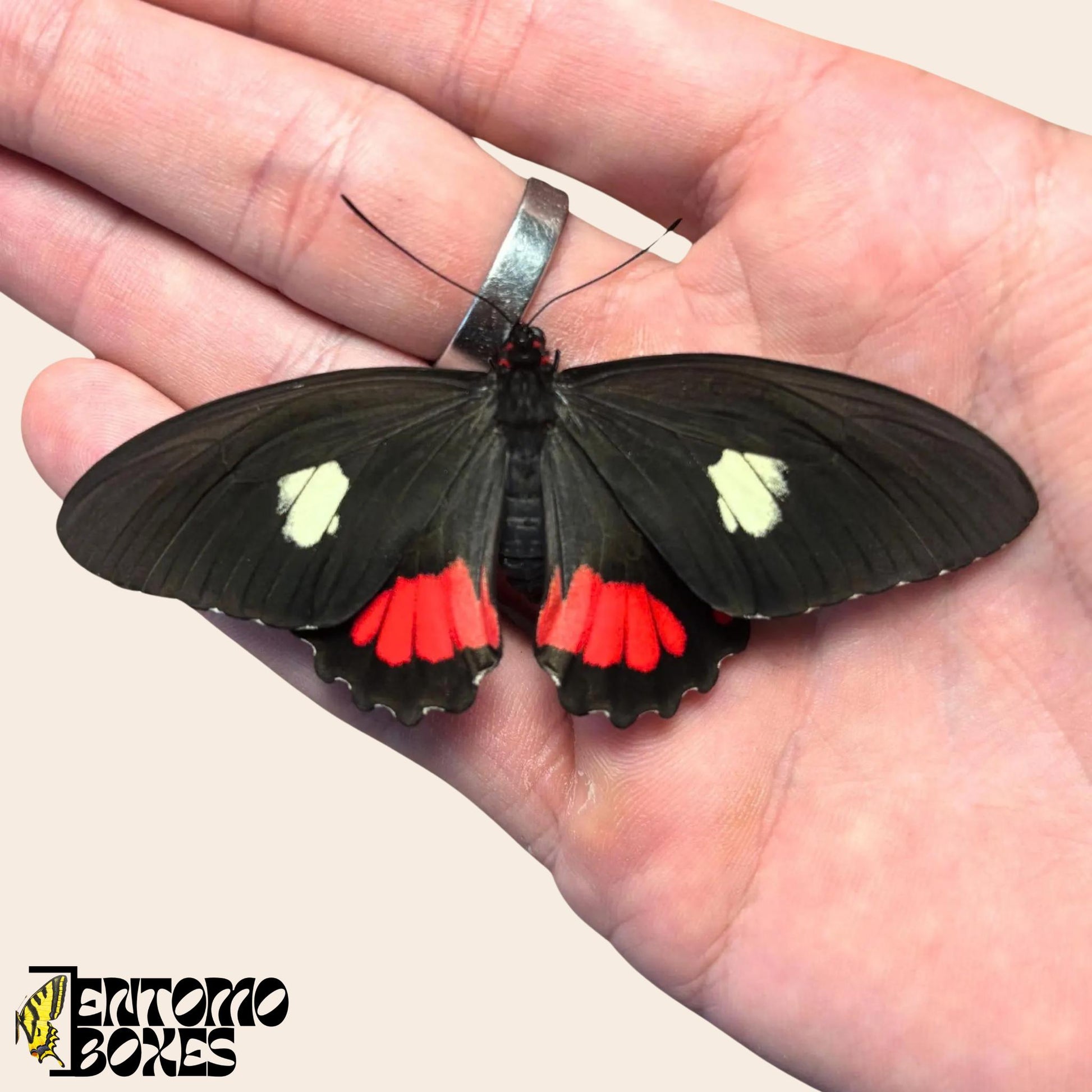 parides species de mariposa sobre hand
