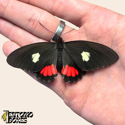 parides species de mariposa sobre hand