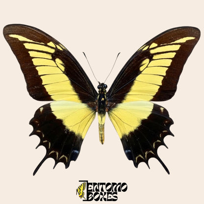 Papilio androgeus extendido swallowtail mariposa