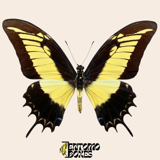Papilio androgeus extendido swallowtail mariposa